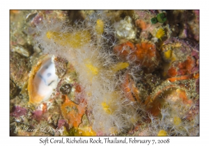 Soft Coral