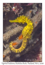 Tigertail Seahorse