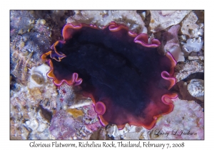 Glorious Flatworm