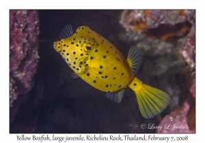 Yellow Boxfish