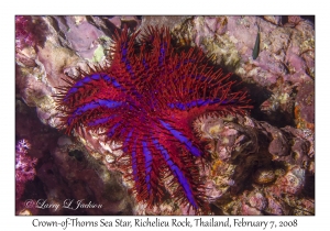 Crown-of-Thorns Sea Star