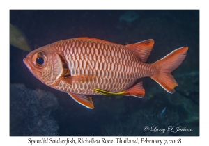 Splendid Soldierfish