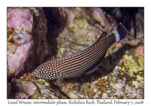 Lined Wrasse