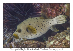 Blackspotted Puffer