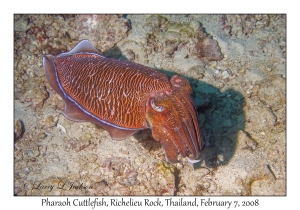 Pharaoh Cuttlefish