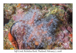 Soft Coral