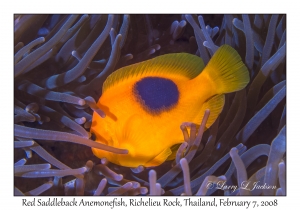 Red Saddleback Anemonefish