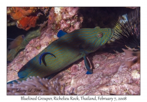 Bluelined Grouper