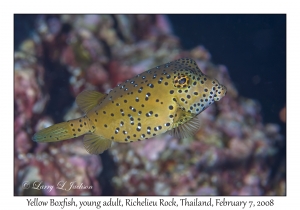 Yellow Boxfish