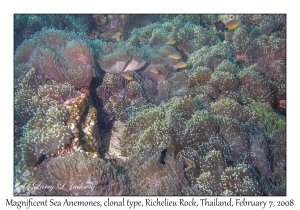 Magnificent Sea Anemones