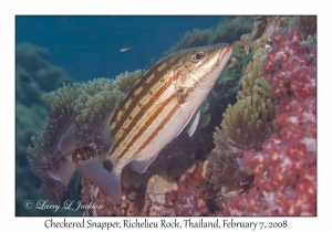 Checkered Snapper