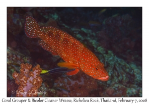Coral Grouper & Bicolor Cleaner Wrasse