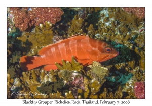 Blacktip Grouper variation