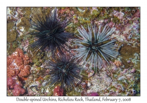 Double-spined Urchin