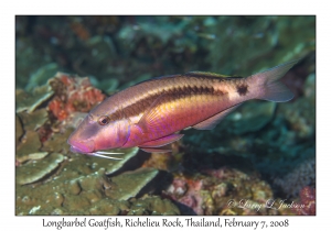 Longbarbel Goatfish