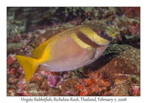 Virgate Rabbitfish