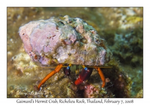 Gaimard's Hermit Crab