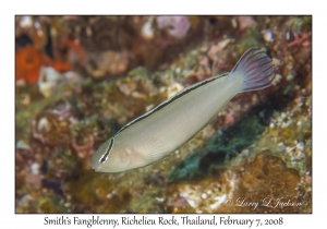 Smith's Fangblenny