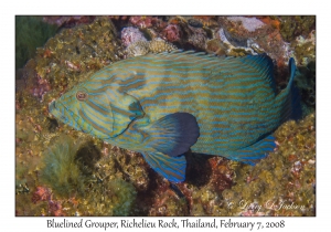 Bluelined Grouper