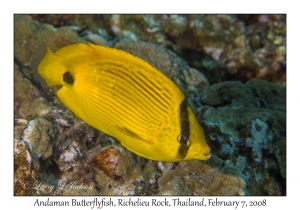 Andaman Butterflyfish