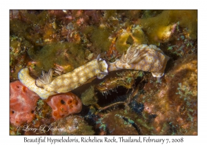 Beautiful Hypselodoris