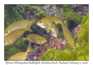 African Whitespotted Rabbitfish