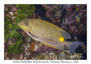 Golden Rabbitfish