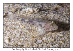 Pale Sandgoby