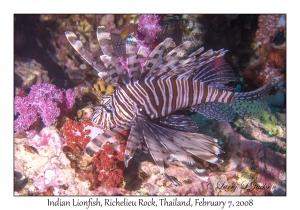 Indian Lionfish