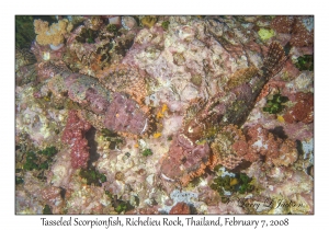 Tasseled Scorpionfish