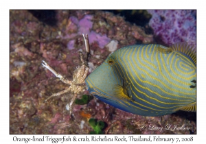 Orange-lined Triggerfish & crab