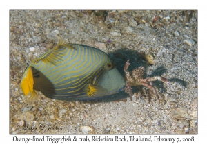 Orange-lined Triggerfish & crab