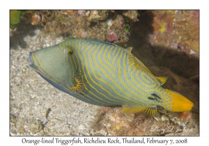 Orange-lined Triggerfish