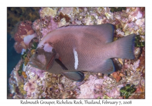 Redmouth Grouper