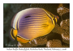 Indian Redfin Butterflyfish