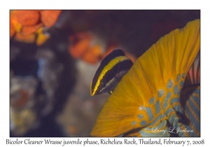 Bicolor Cleaner Wrasse