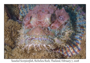 Tasseled Scorpionfish