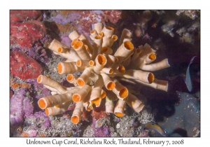 Cup Coral