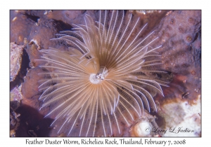 Feather Duster Worm