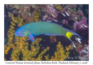 Crescent Wrasse