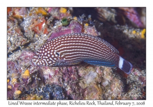 Lined Wrasse