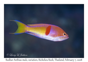 Redbar Anthias