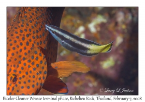 Bicolor Cleaner Wrasse