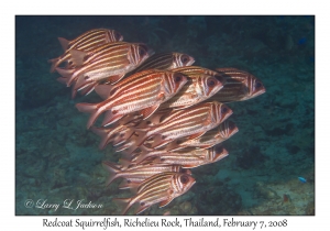 Redcoat Squirrelfish