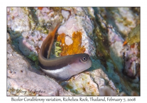 Bicolor Coralblenny variation