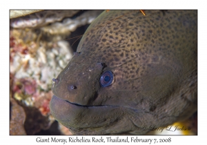 Giant Moray