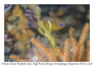 Ornate Ghost Pipefish male