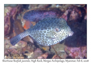 Shortnose Boxfish