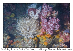 Legless Feather Star