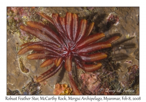 Robust Feather Star